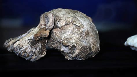 oldest human skull ever found.